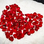Red Rose Praha